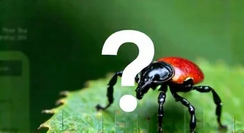 Häufige Fragen zum Alongshan-Virus und Zecken